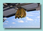 42_Banana Countdown Day 2